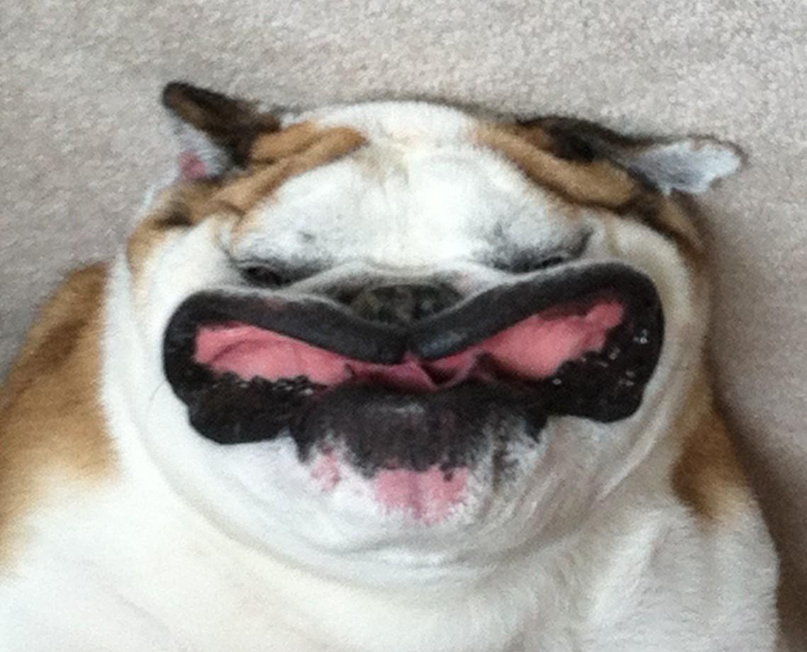 1140x921 English Bulldog Funny Quotes. QuotesGram