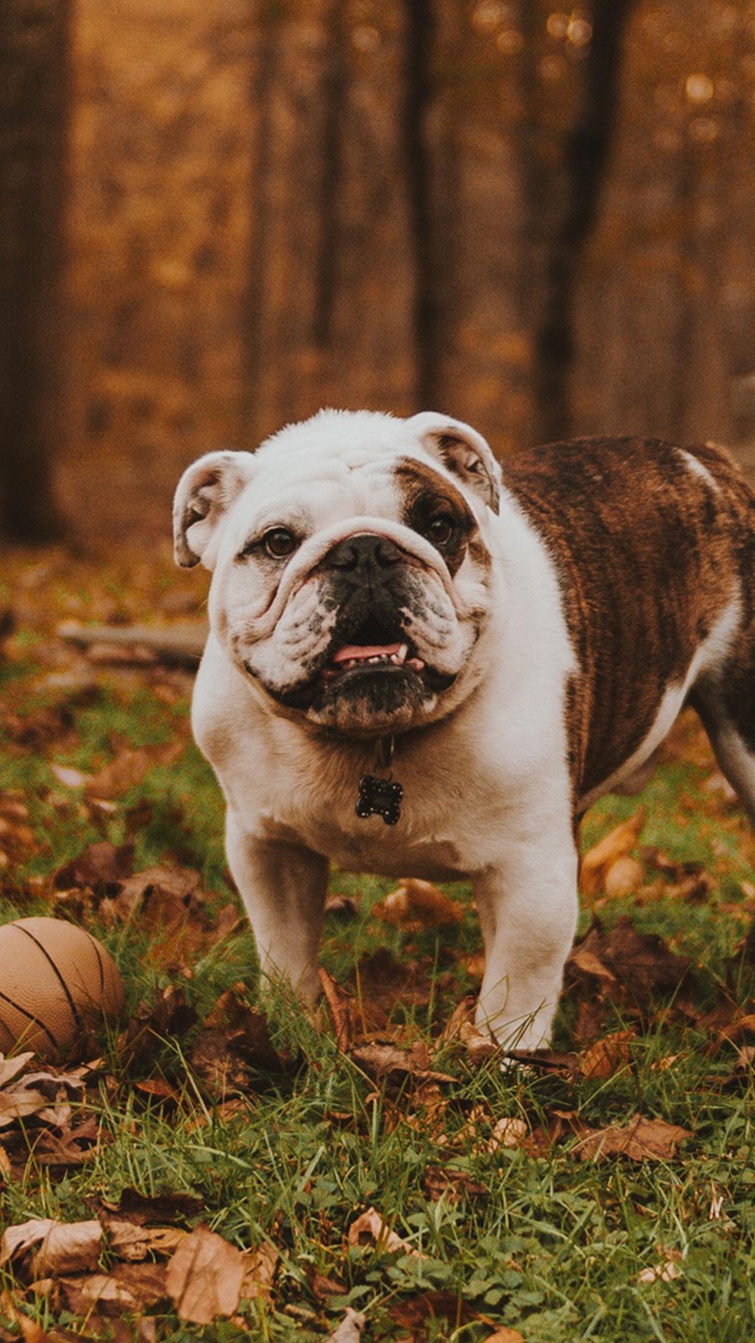 1080x1920 Bulldog Wallpaper for Android
