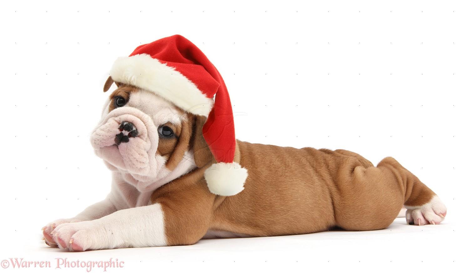 1499x874 Christmas Bulldog Wallpaper