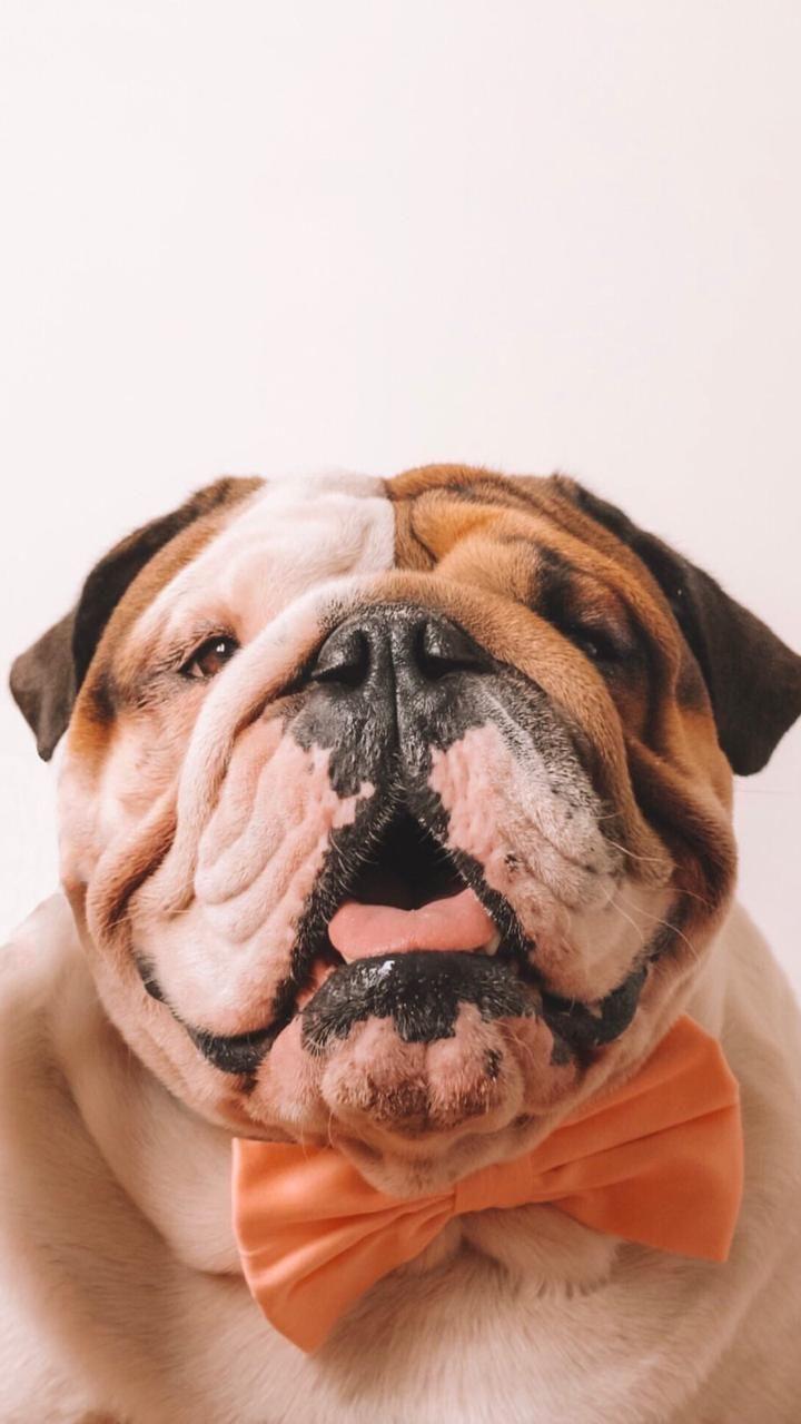 720x1280 wallpaper #dog #cute #pets #phone #wallpaperdog #wallpaperiphone #tumblr # background #puppies #dogs #paw#animalprint. English bulldog, Cute animals, Best dogs