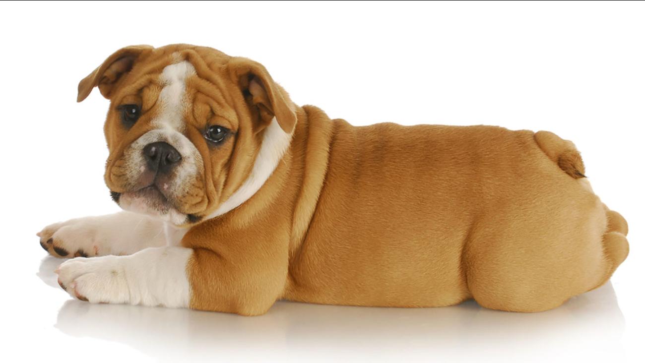 1300x732 Chunk the English bulldog puppy is super excited for his new bed New York