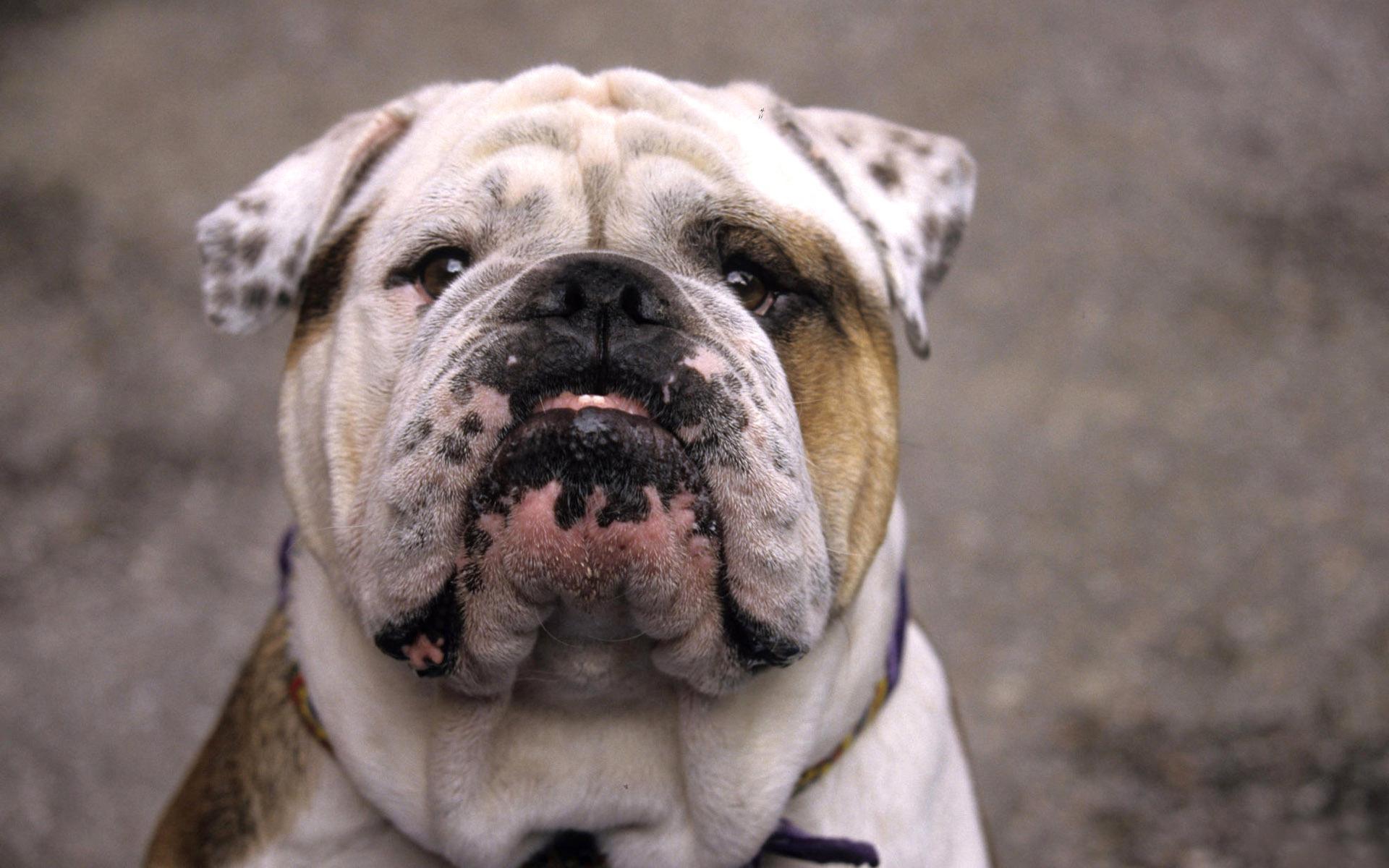 1920x1200 English Bulldog Wallpaper Border