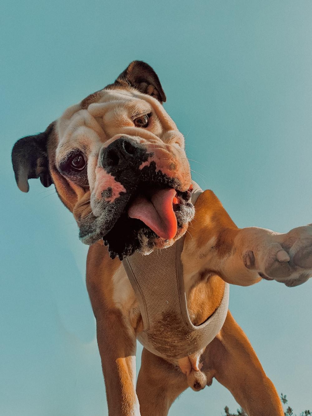 1000x1333 English Bulldog Picture. Download Free Image