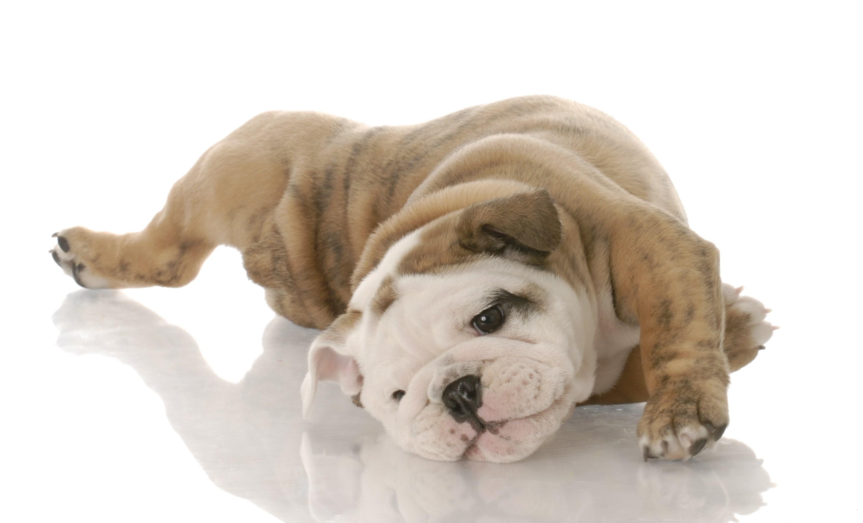 2900x1758 english bulldog HD wallpaper, background