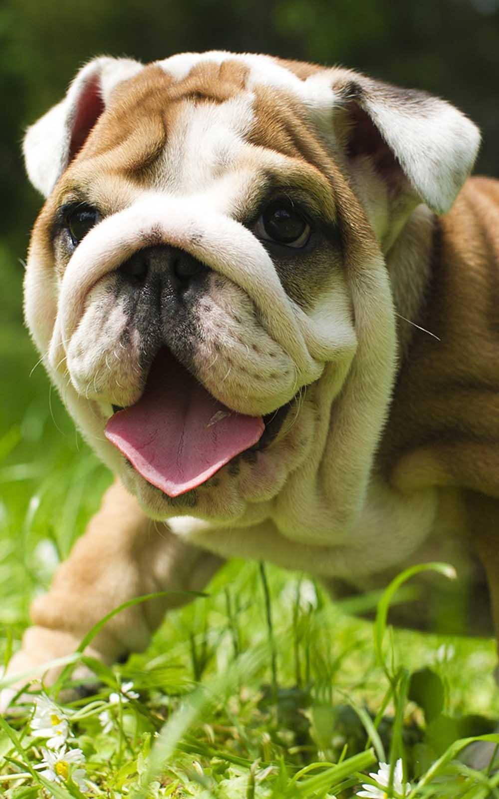1000x1600 British Bulldog 4K Ultra HD Mobile Wallpaper