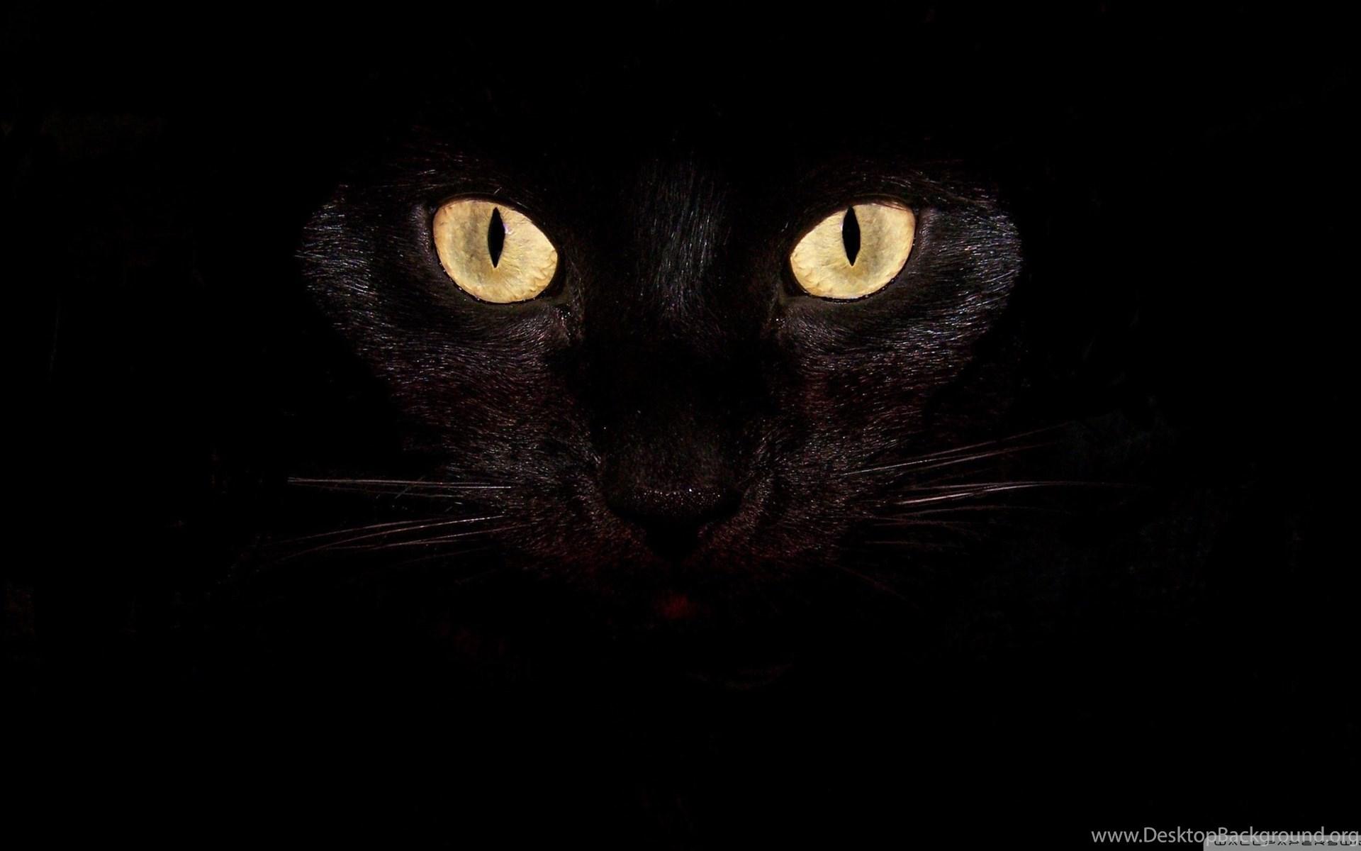 1920x1200 Laptop, Cat, Eyes, Black, Cartoon, 2560x1440 HD Wallpaper And FREE. Desktop Background