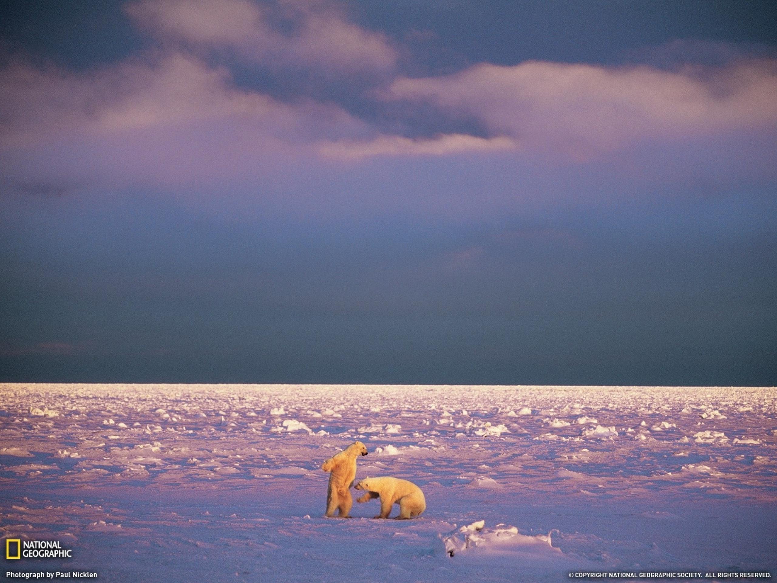 2560x1920 Polar Bears & Snow Landscape wallpaper. Polar Bears & Snow Landscape