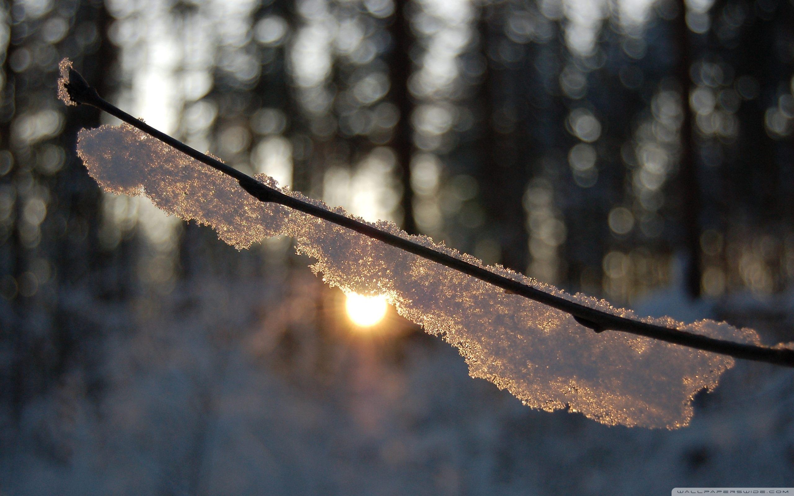 2560x1600 Warm Winter wallpaperx1600
