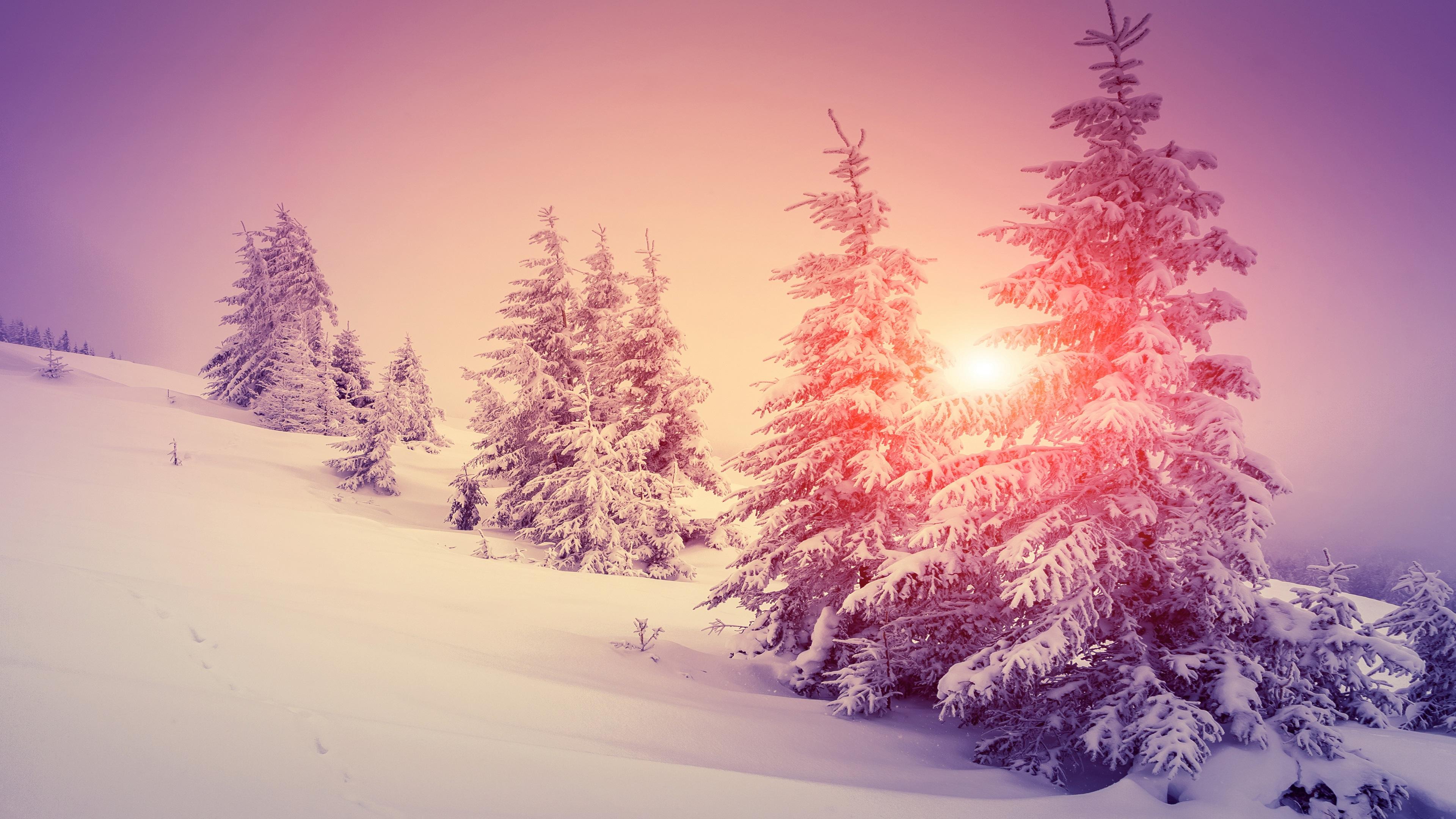 3840x2160 Wallpaper Thick snow, winter, forest, trees, warm sun 3840x2160 UHD 4K Picture, Image