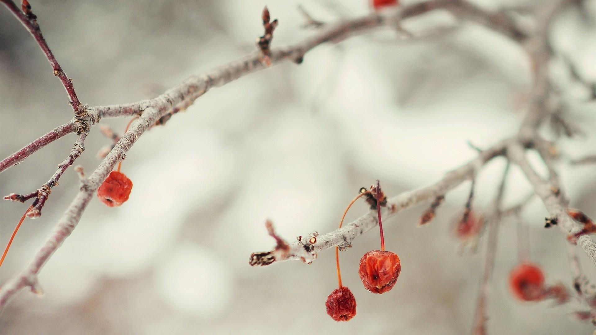 1920x1080 Winter Desktop