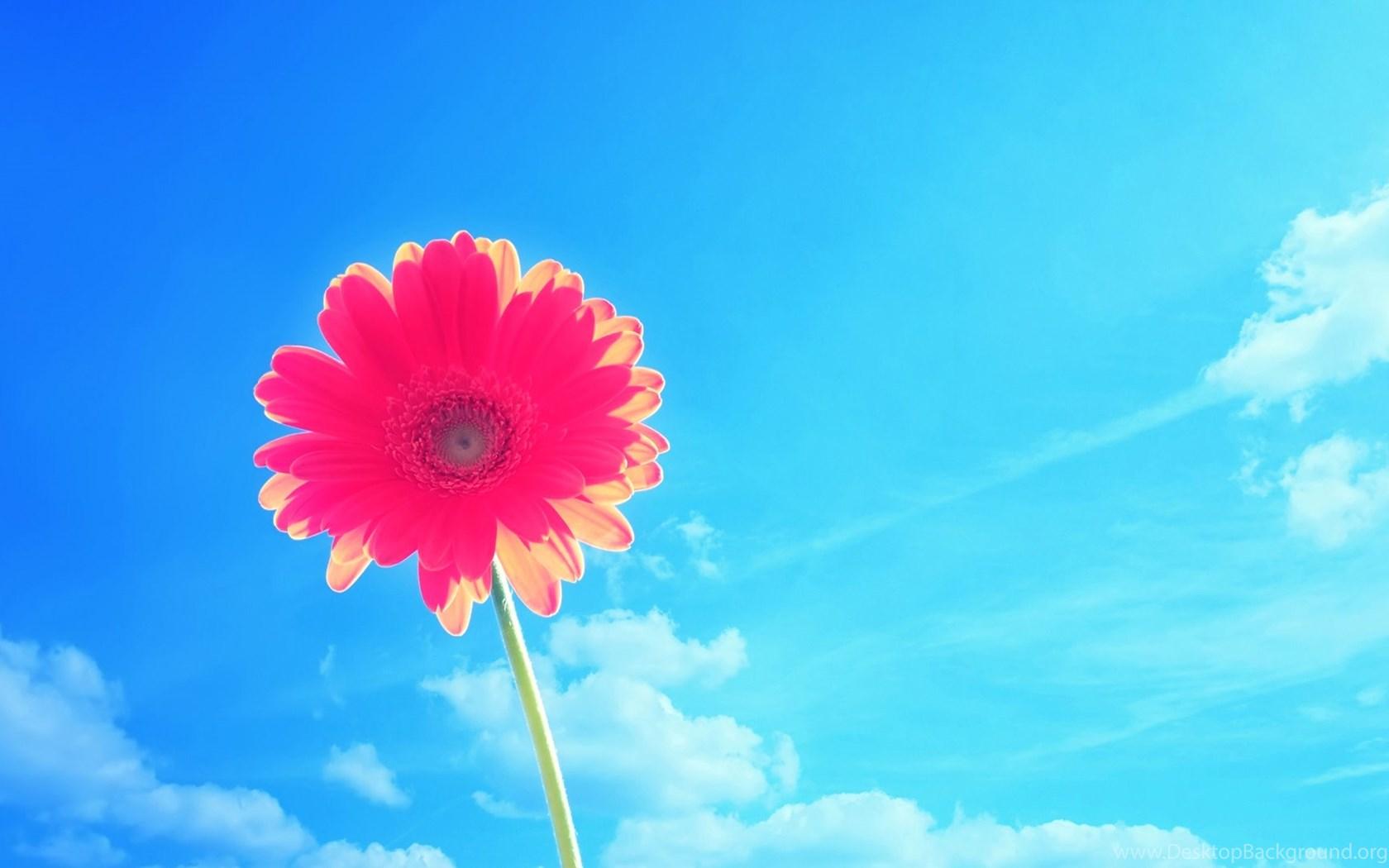 Bright Flower Desktop Wallpapers - Top Free Bright Flower Desktop ...
