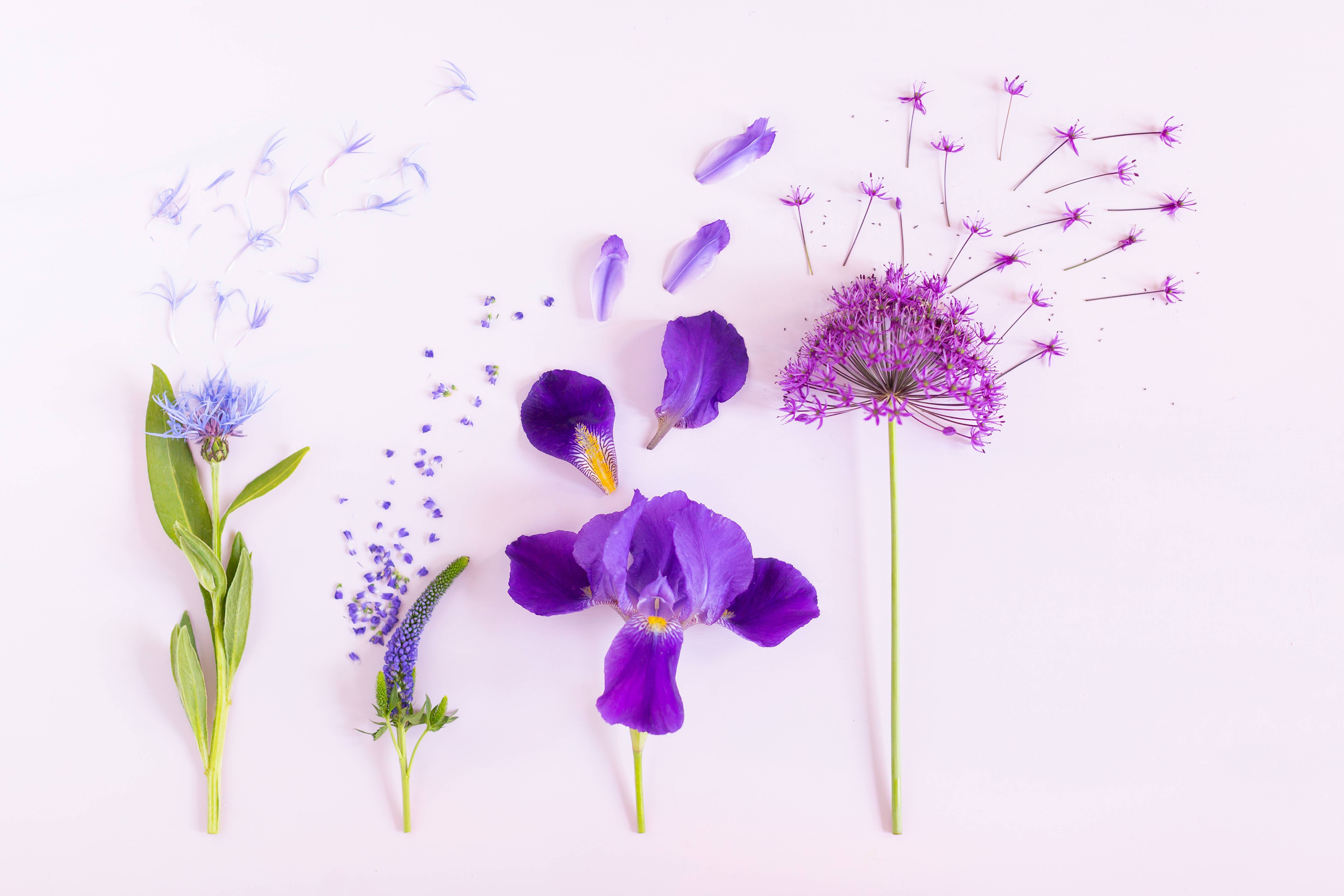 5760x3840 DIGITAL BLOOMS JULY 2018. FREE DESKTOP WALLPAPERS