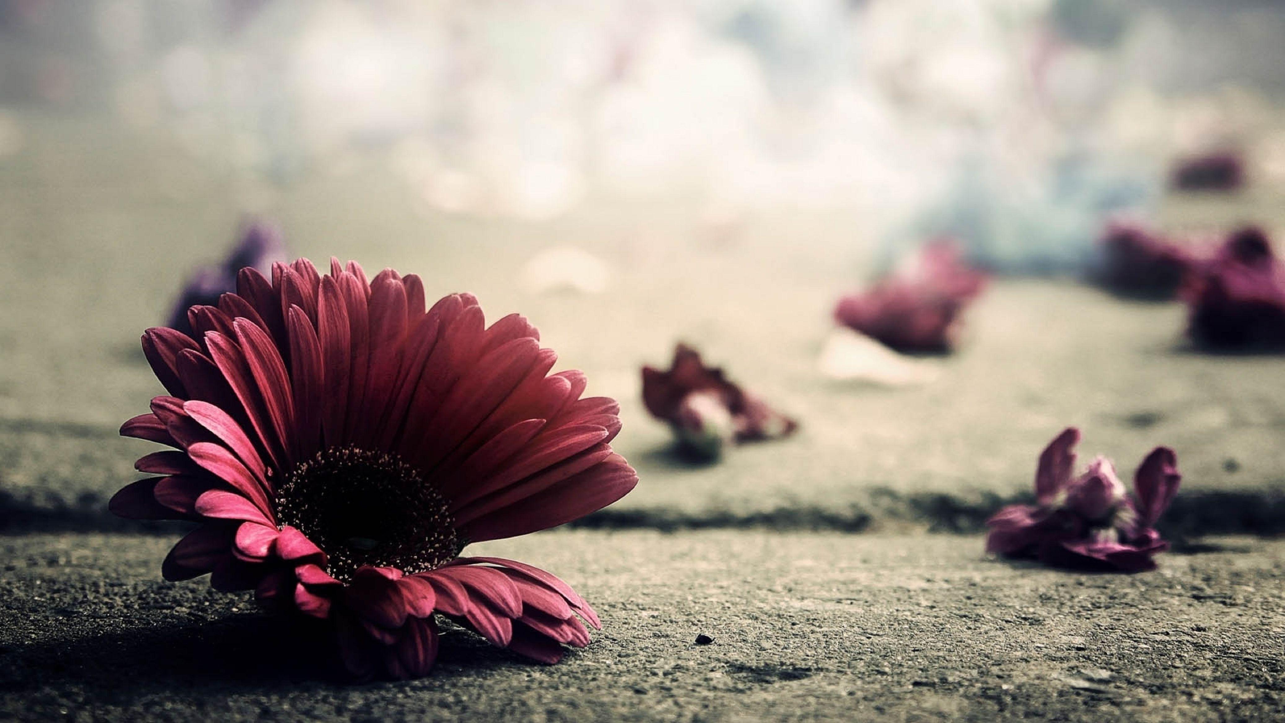 4148x2333 Flower, Petals, Bright, background, free, photo