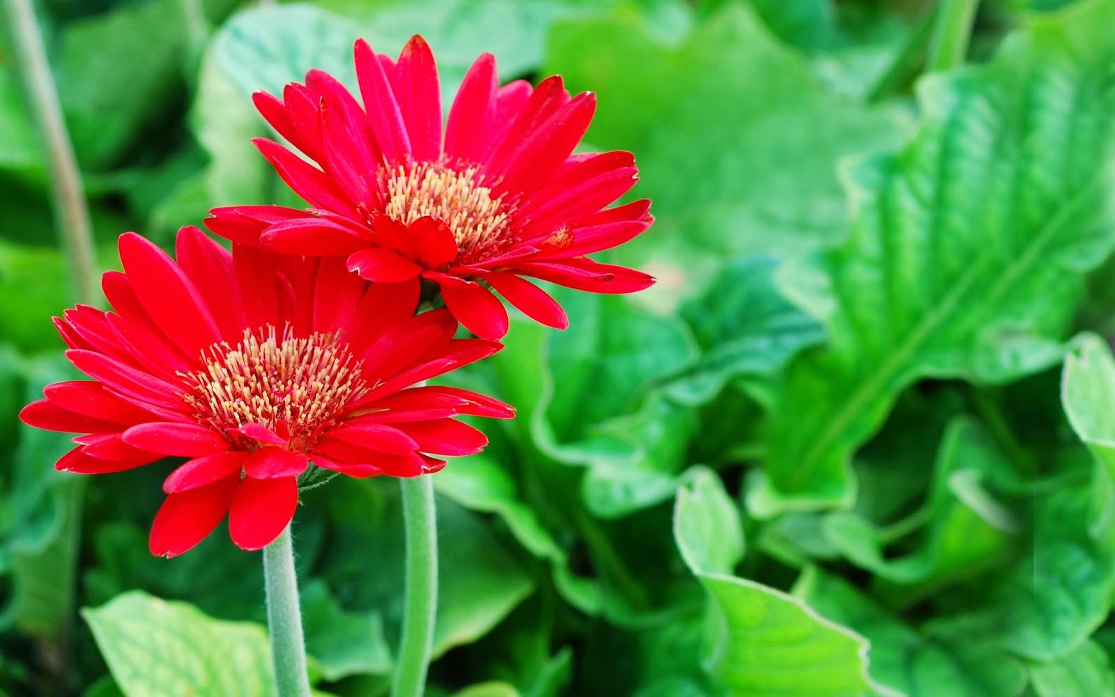 1600x1000 beautiful desktop wallpaper 2014: Bright flower wallpaper