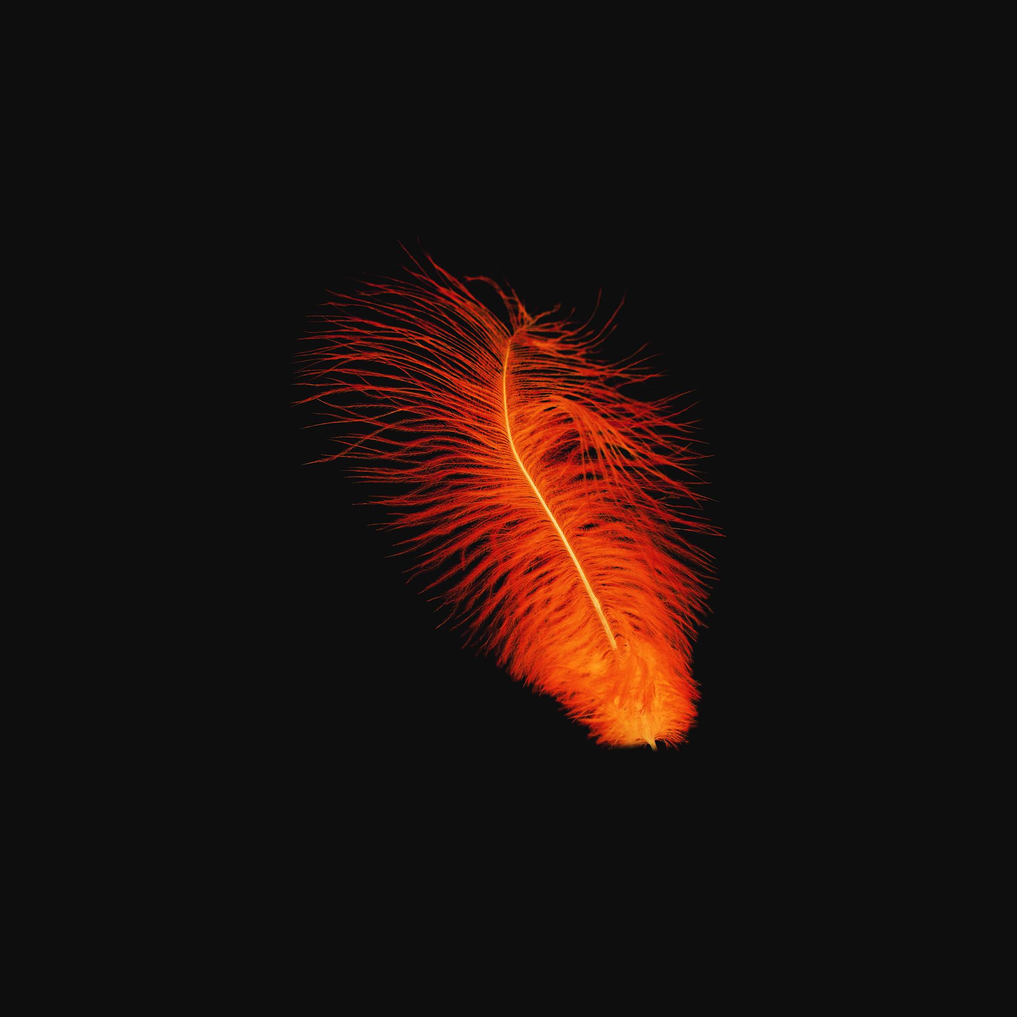 2048x2048 Feather Orange Dark Nature Minimal Wallpaper