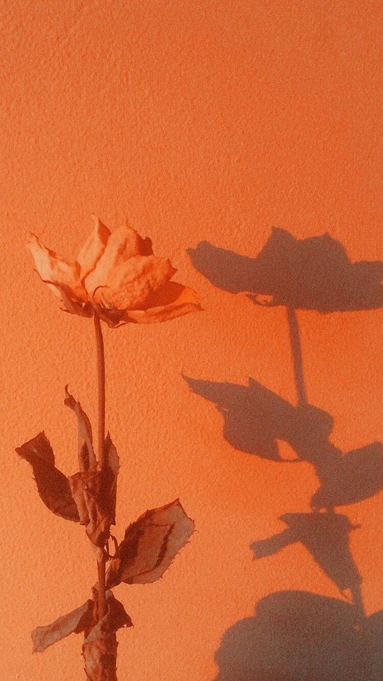 750x1332 Aesthetic. Orange aesthetic, Orange tumblr, Aesthetic wallpaper