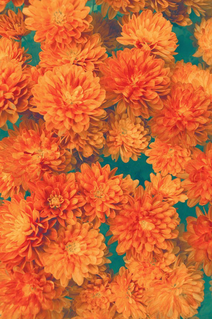 736x1108 Vintage Patterns : Photo. Orange aesthetic, Orange wallpaper, Flower aesthetic