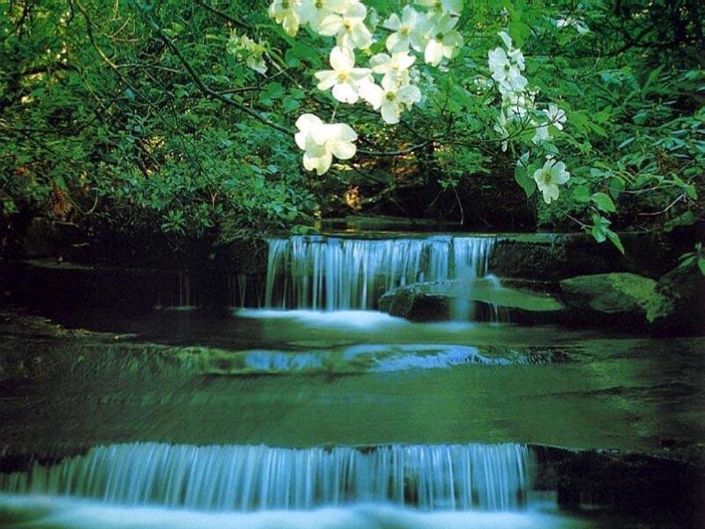 1024x768 Free Exotic wallpaperx1200