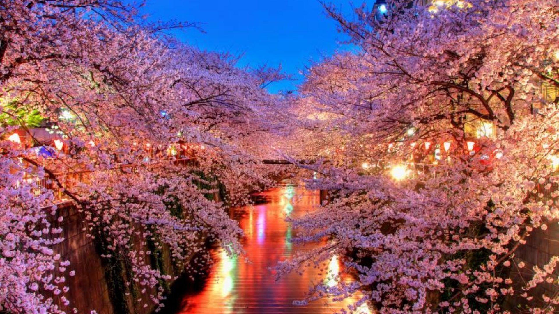 1920x1080 Background For Other Zen Evening Japanese Cherry Blossom Night