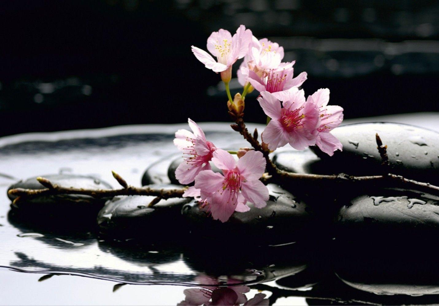 Zen Cherry Blossom Wallpapers Top Free Zen Cherry Blossom Backgrounds