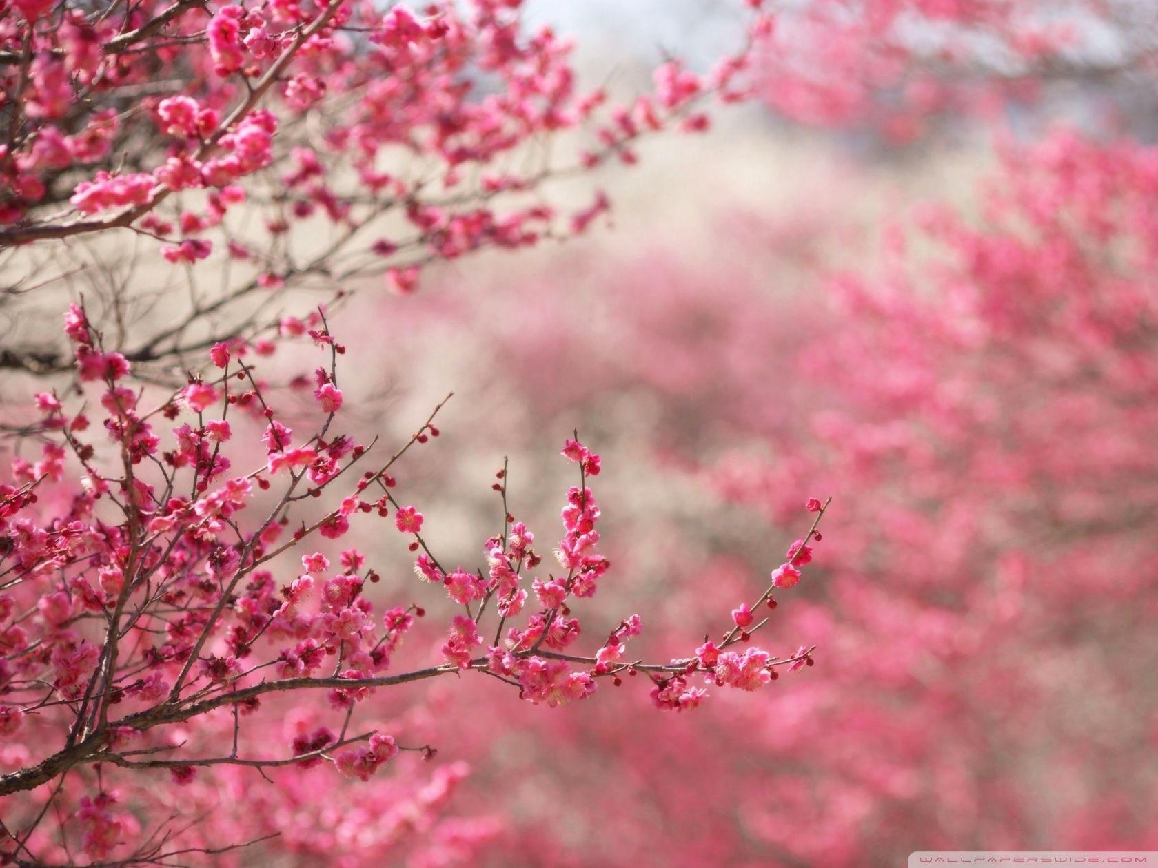 Zen Cherry Blossom Wallpapers - Top Free Zen Cherry Blossom Backgrounds ...