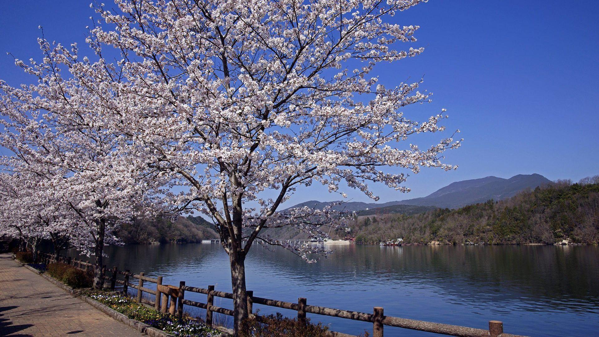 1920x1080 99AACC Color wallpaper: Cherry Blossoms Japanese Flowers