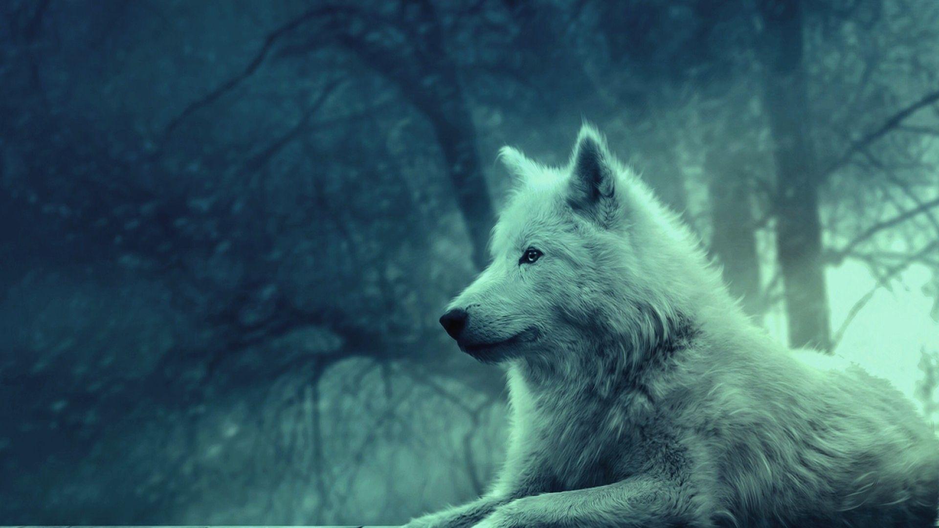 1920x1080 Full HD 1080p Wolf Wallpaper HD, Desktop Background 1920x1080