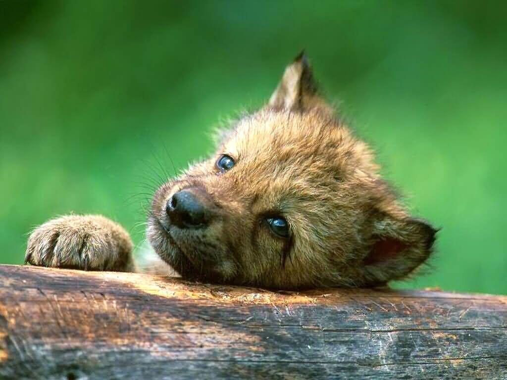 1024x768 Baby Wolves Wallpaper