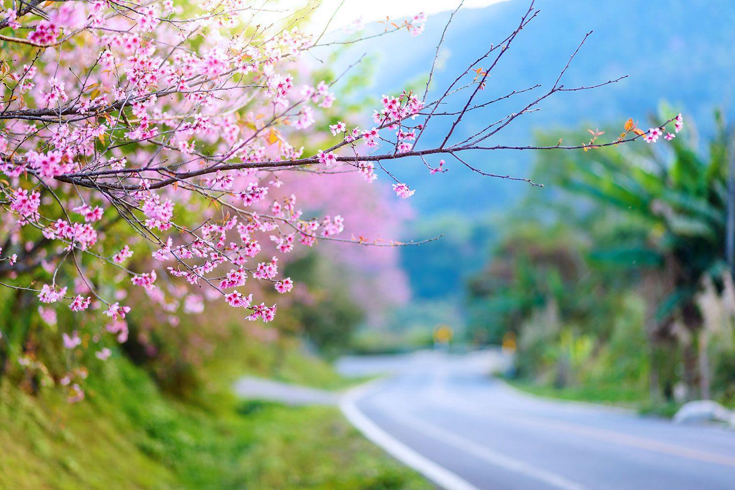 1500x1000 Roadside Cherry Blossom Wallpaper for Decor