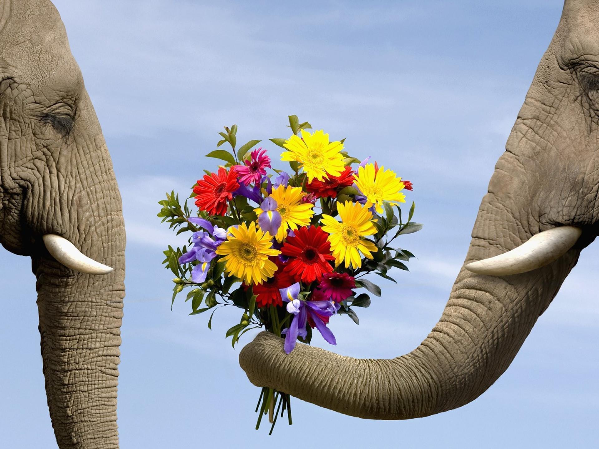 1920x1440 Elephant Desktop Background