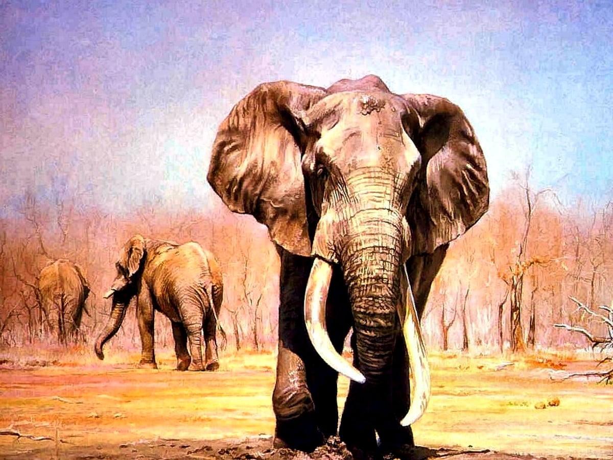1200x900 African elephant wallpaper HD. Download Free background