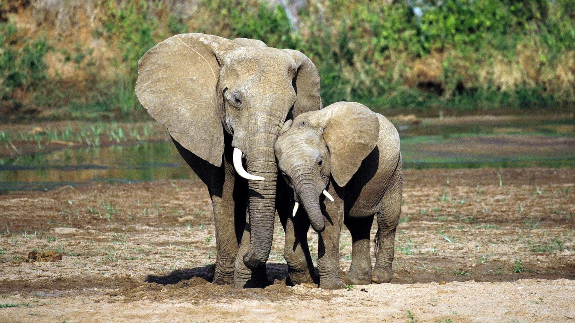 1920x1080 Tribal Elephant