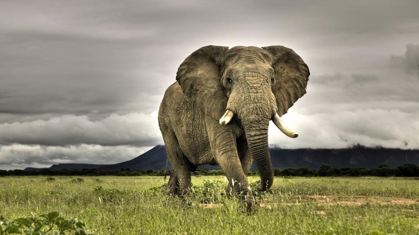 1366x768 Elephant wallpaperx768