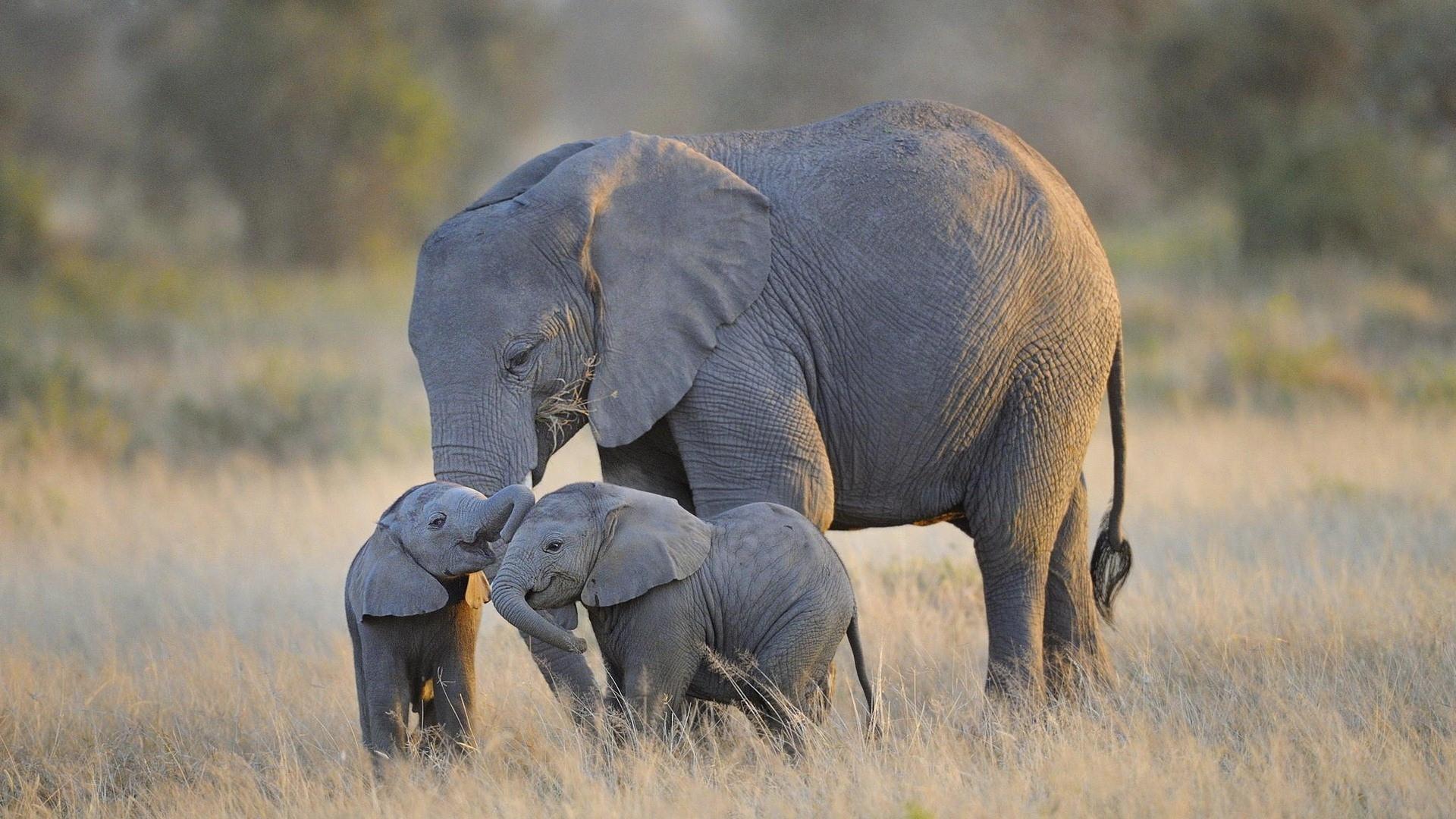 1920x1080 Cute Baby Elephant Cartoon Wallpaper