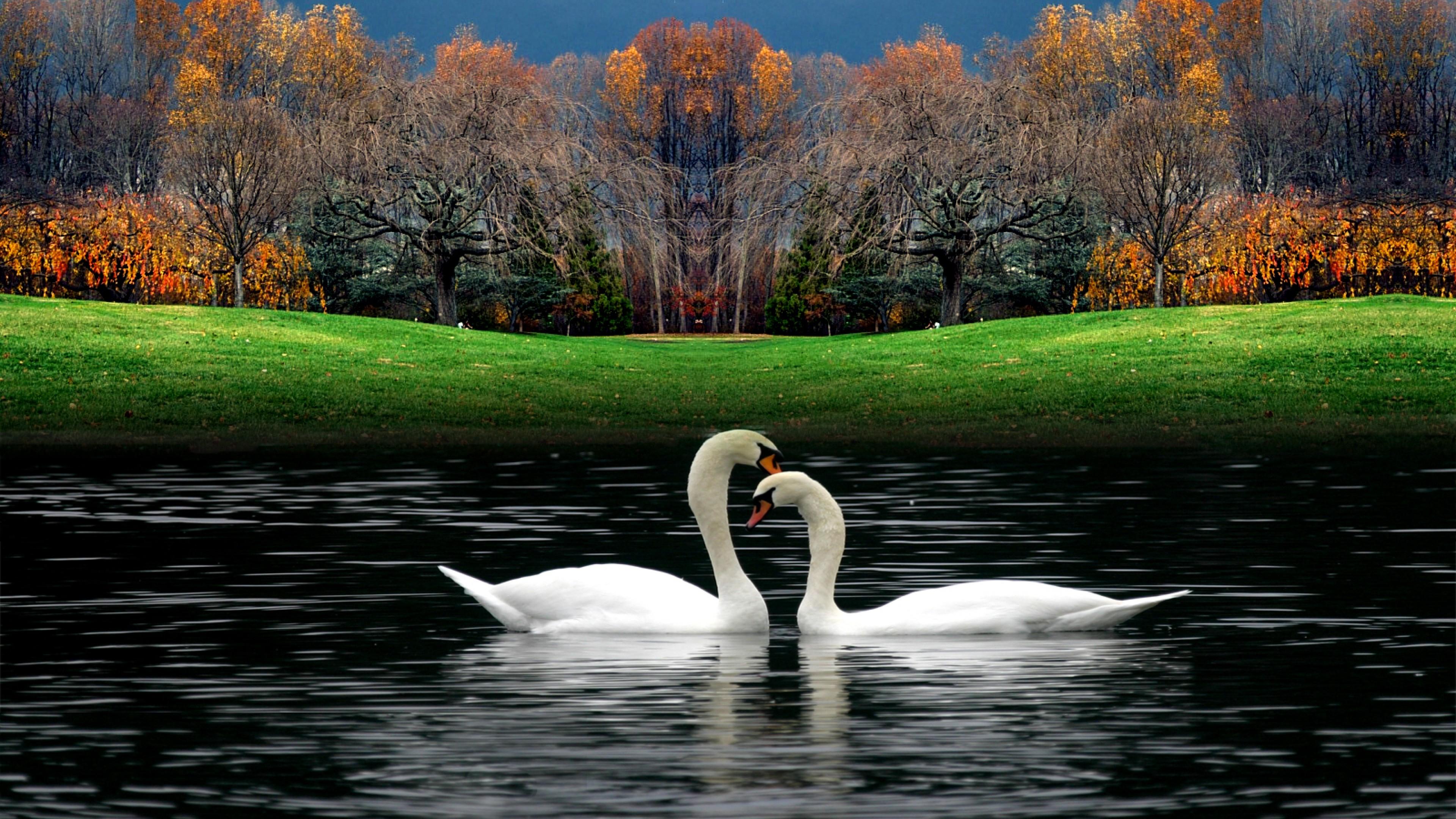 3840x2160 White Beautiful Swans Playing In Water Wallpaper for Desktop and Mobiles 4K Ultra HD
