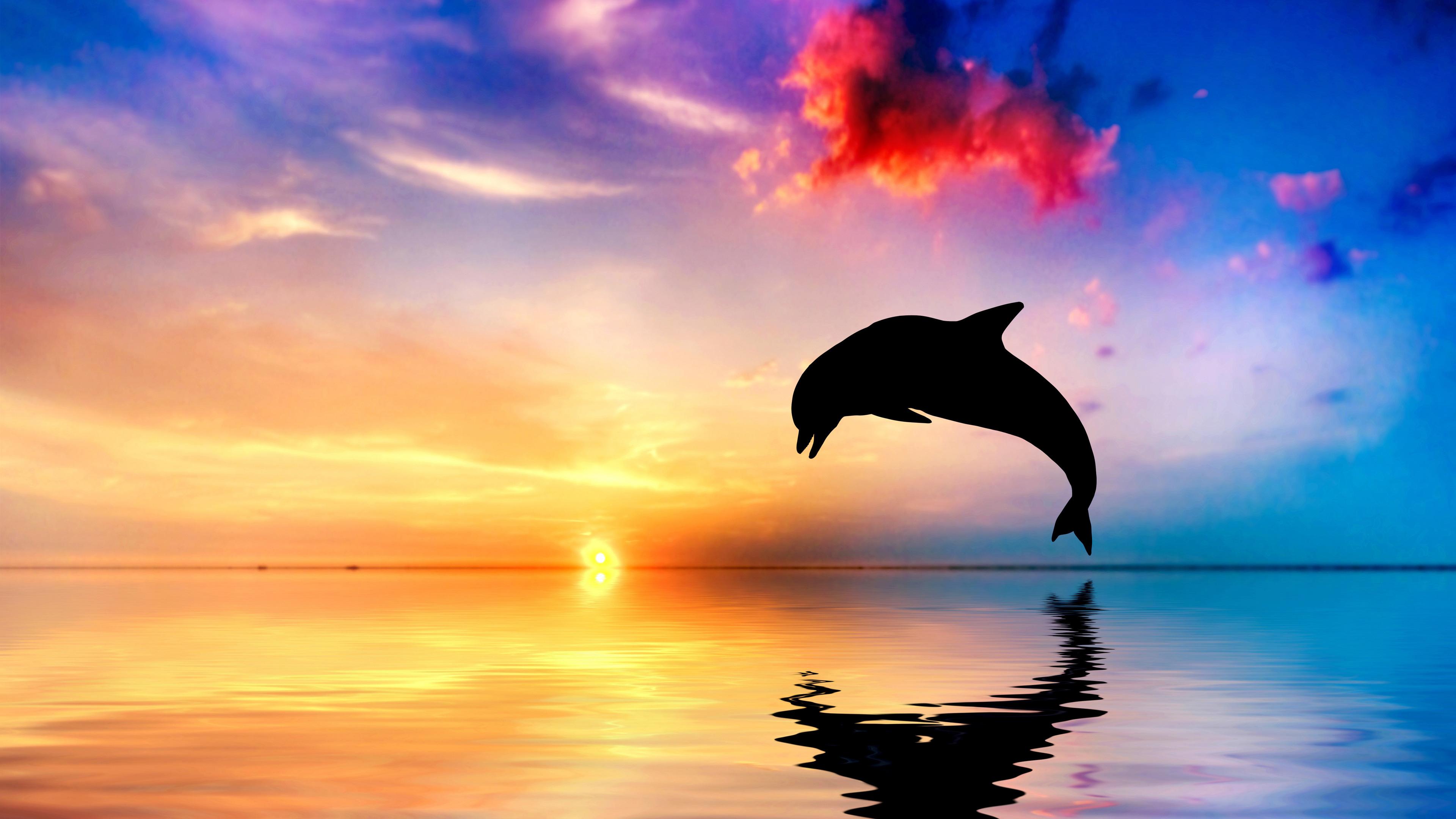 3840x2160 Wallpaper 4k Dolphin Jumping Out Of Water Sunset View 4k Wallpaper