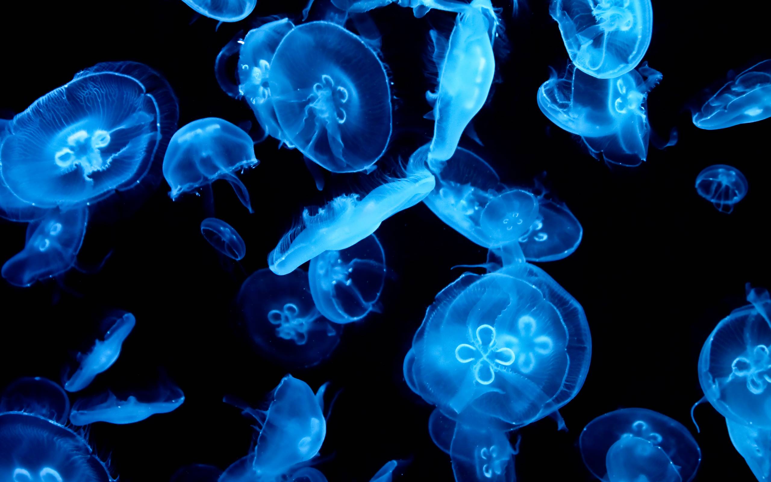 2560x1600 Box Jellyfish Wallpaper Jellyfish Live Image, HD Wallpaper