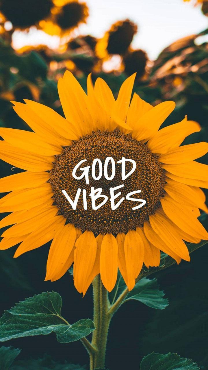 Cute Good Vibes Wallpapers Top Free Cute Good Vibes Backgrounds WallpaperAccess