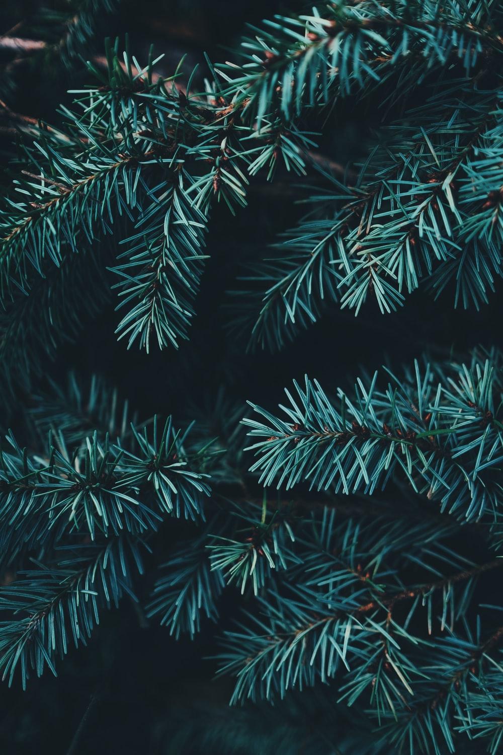 Cute aesthetic christmas trees HD wallpapers  Pxfuel