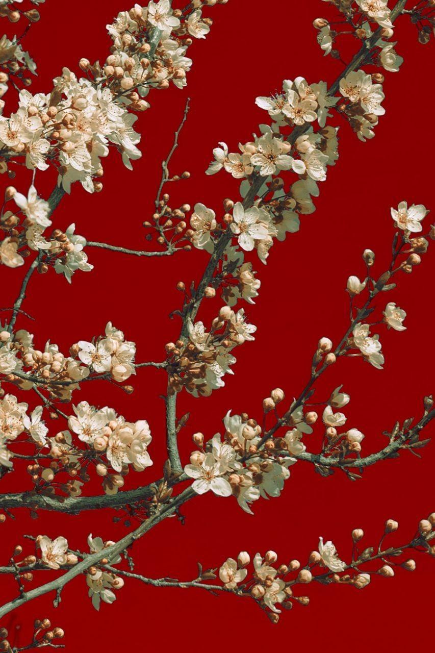 853x1280 Aesthetic Red Wallpaper Wallpaper Portal