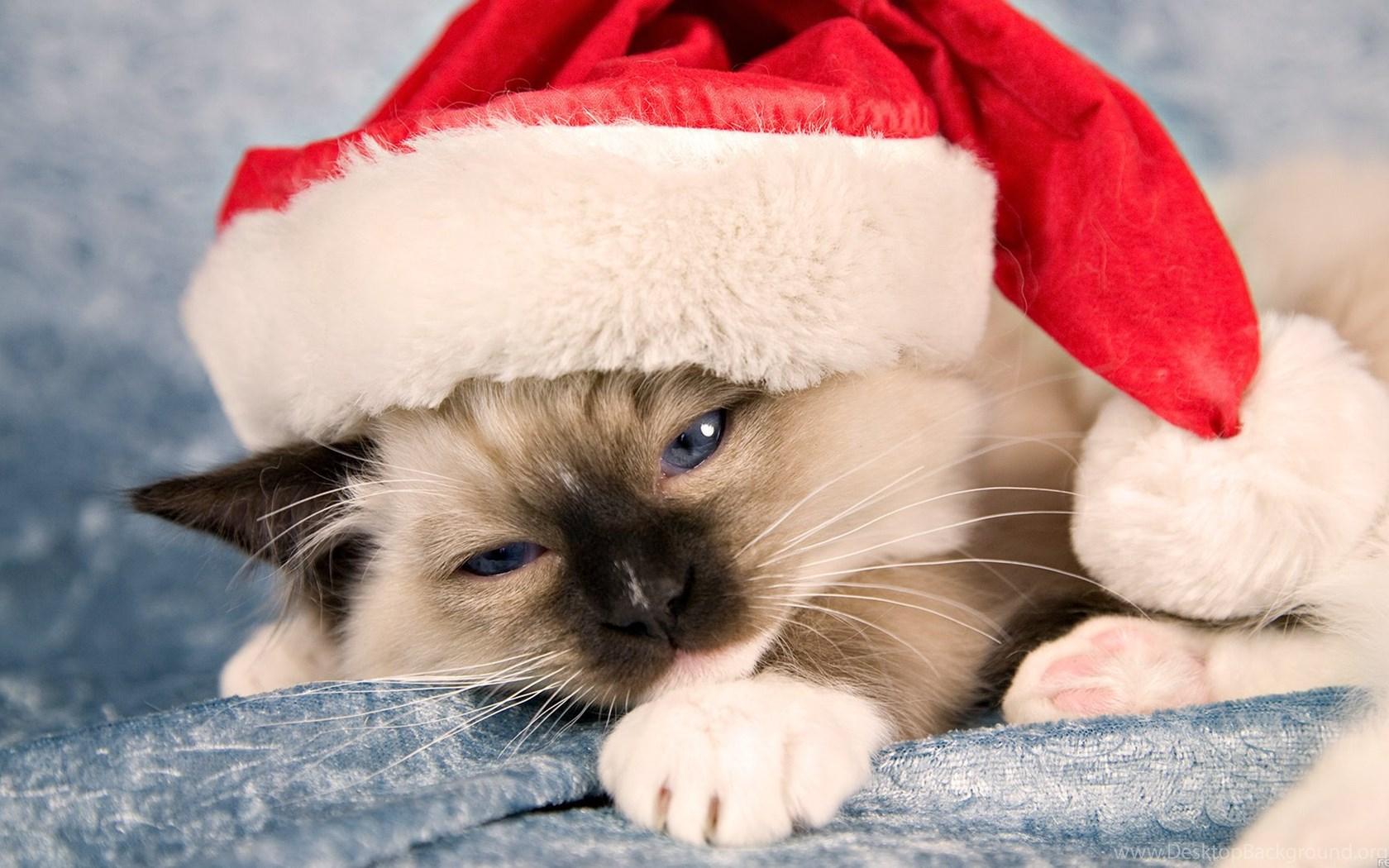 1680x1050 Christmas Wallpaper Hello Kitty Desktop Background