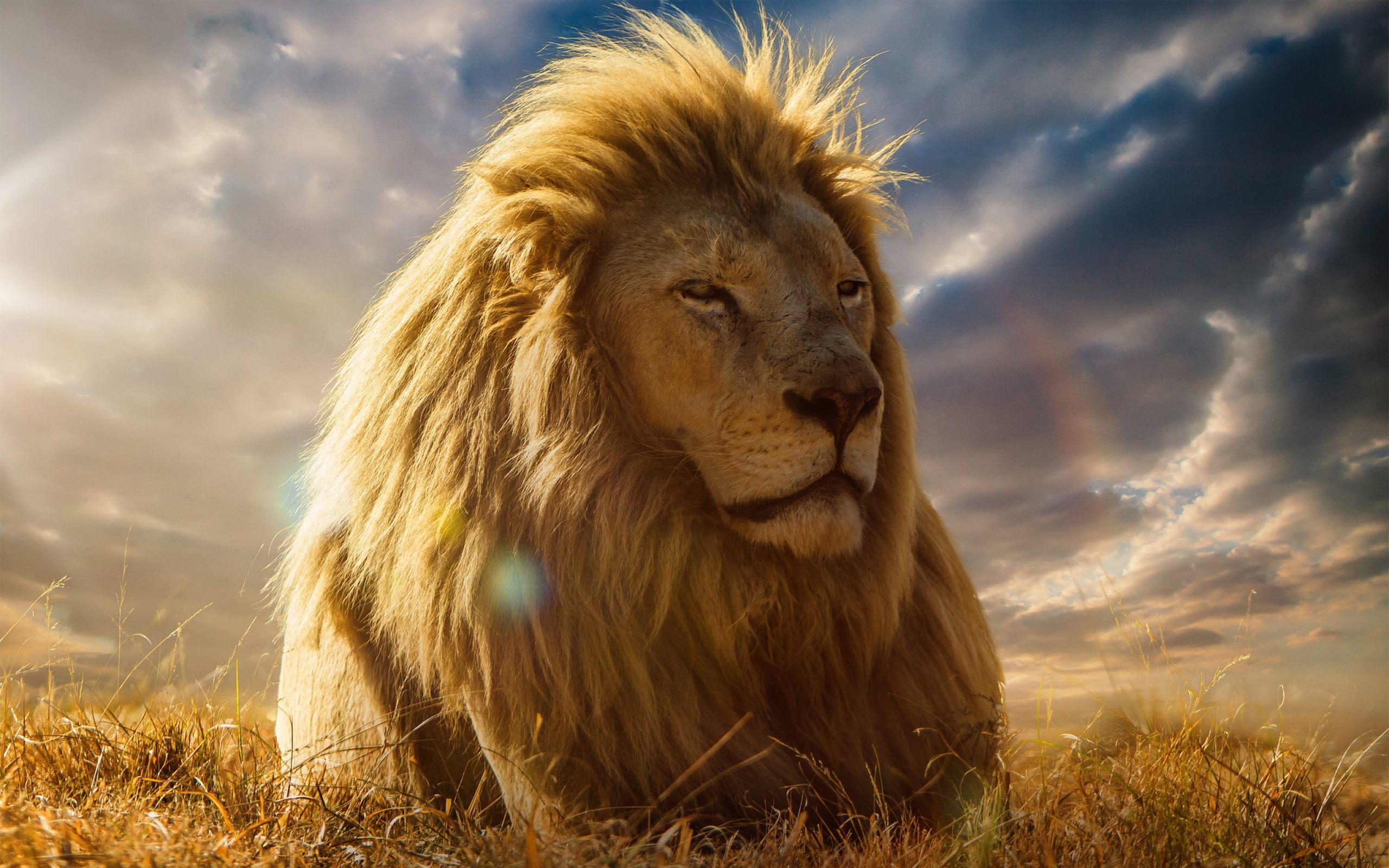 2560x1600 Free download Big Lion Face HD Wallpaper Download For Desktop amp Mobile [2560x1600] for your Desktop, Mobile & Tablet. Explore Lion Face Wallpaper. Free Lion Wallpaper, Wallpaper for Desktop Lions