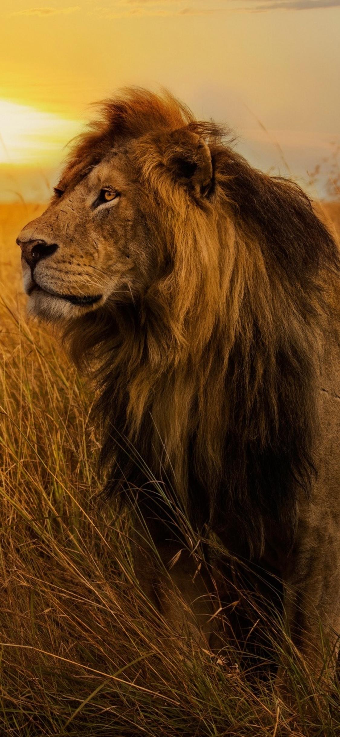 Big Lion Wallpapers Top Free Big Lion Backgrounds WallpaperAccess