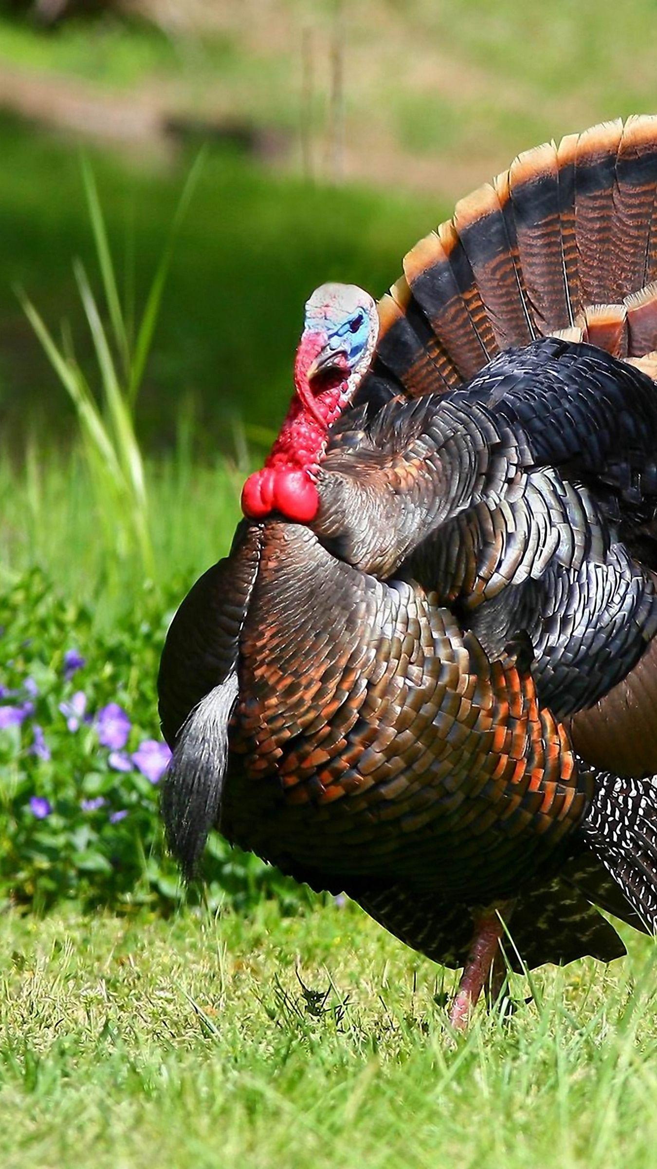 1350x2400 Wild Turkey Wallpaper