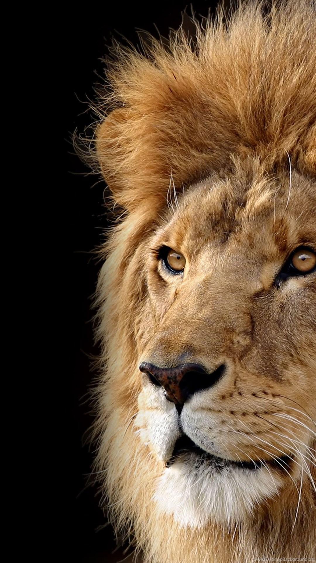 Big Lion Wallpapers Top Free Big Lion Backgrounds WallpaperAccess