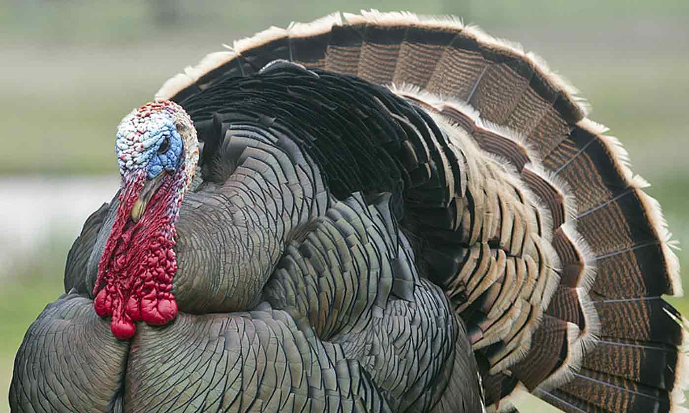 1400x840 Turkey wallpaper, Animal, HQ Turkey pictureK Wallpaper 2019