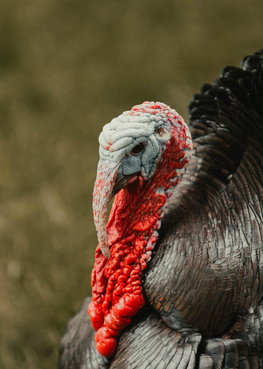 1000x1400 Turkey Bird Picture. Download Free Image