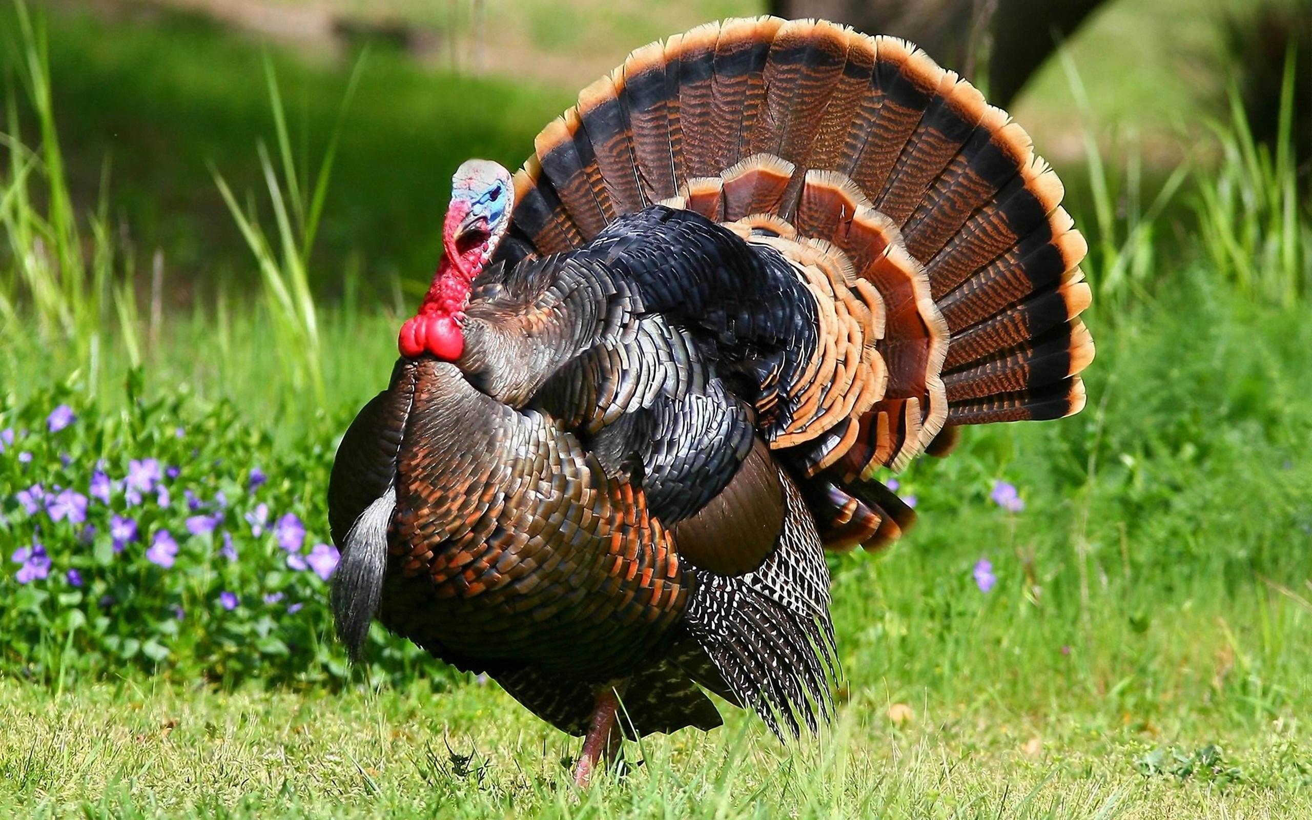 2560x1600 Turkey HD Wallpaper