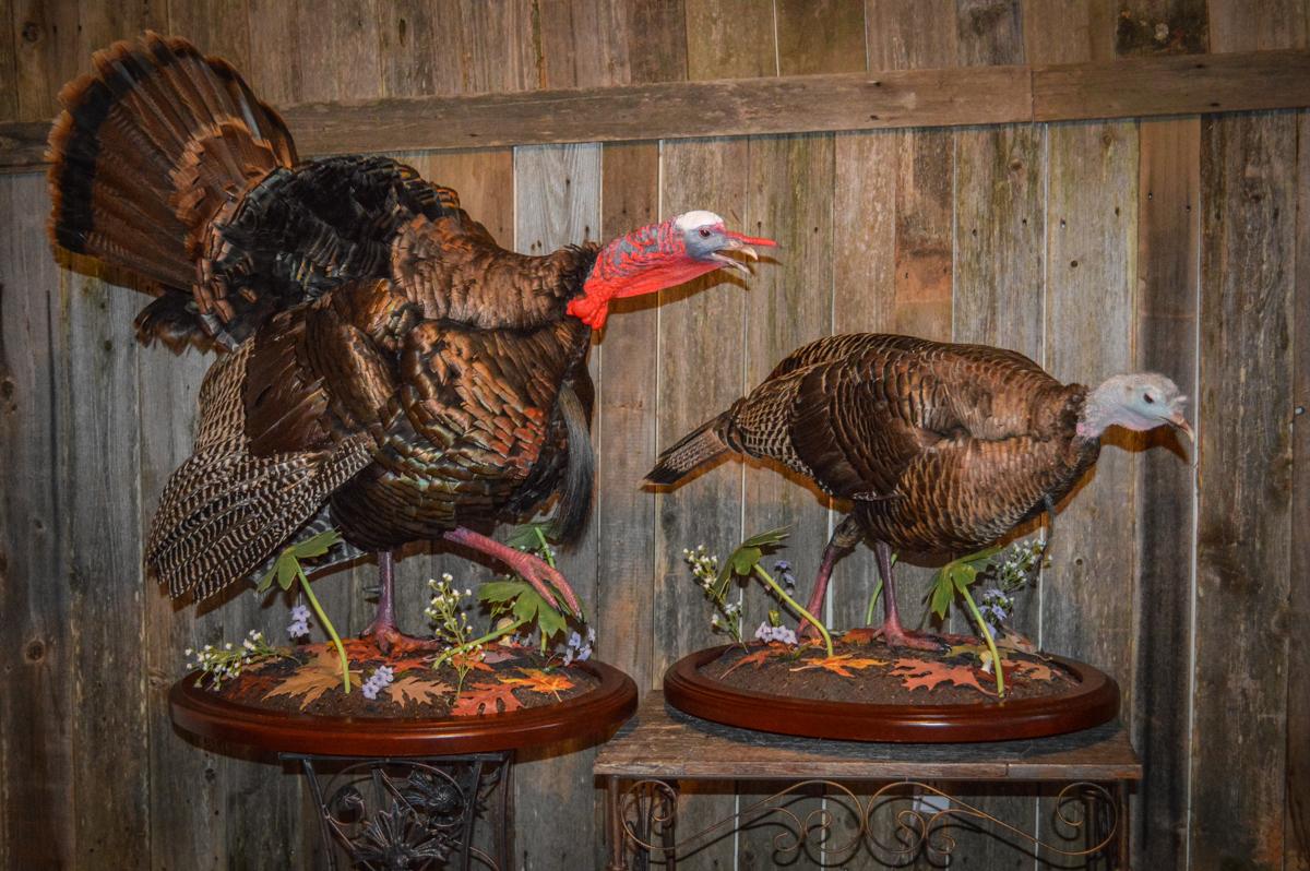 1200x798 Tips for an Awesome Turkey Mount