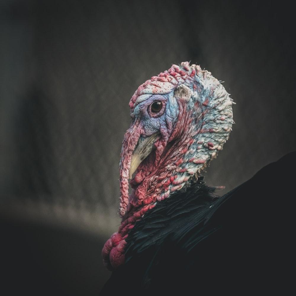 1000x1000 Turkey Bird Picture. Download Free Image